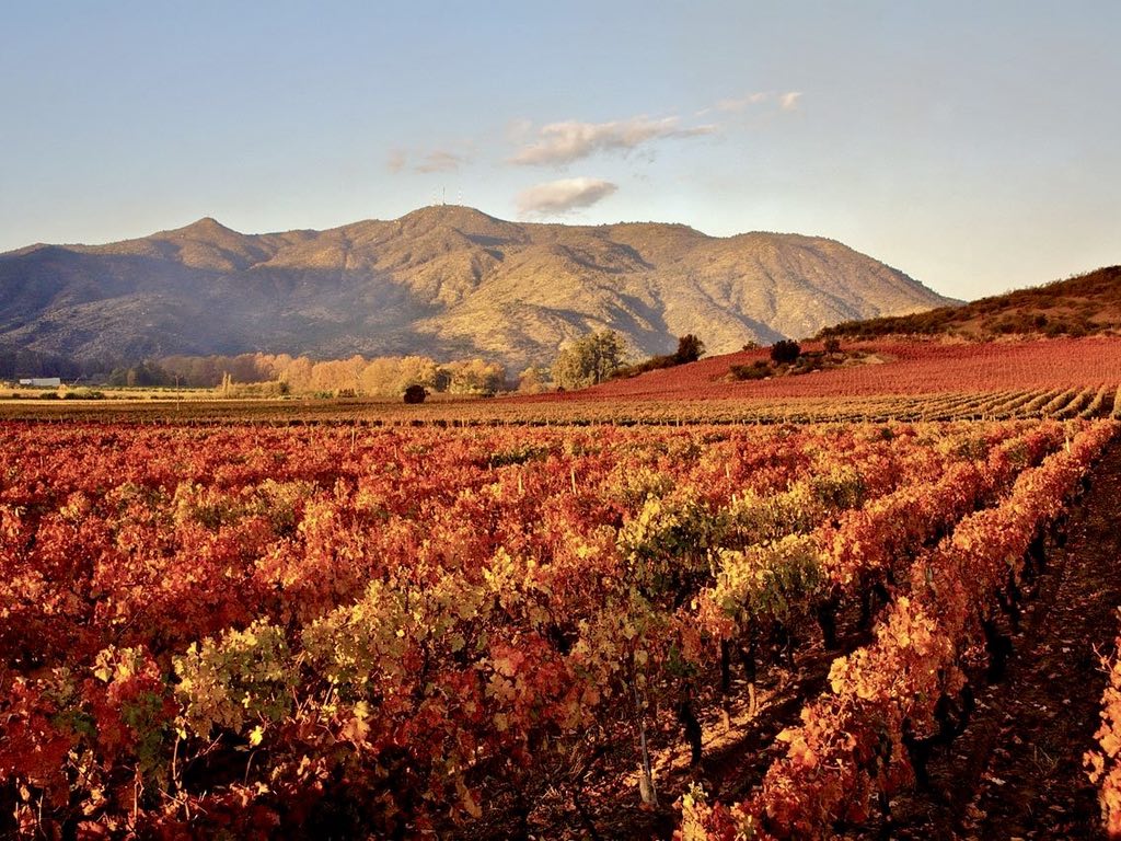 The World’s Most Famous Vineyards: A Journey Through the Land of Exquisite Wines