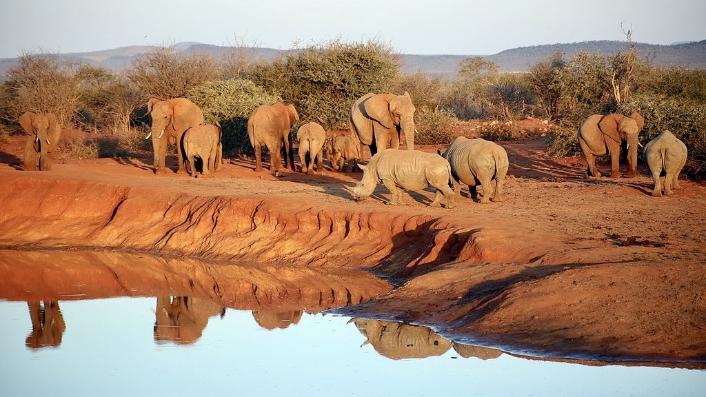 Top 10 Thrilling Wildlife Safaris Around the Globe